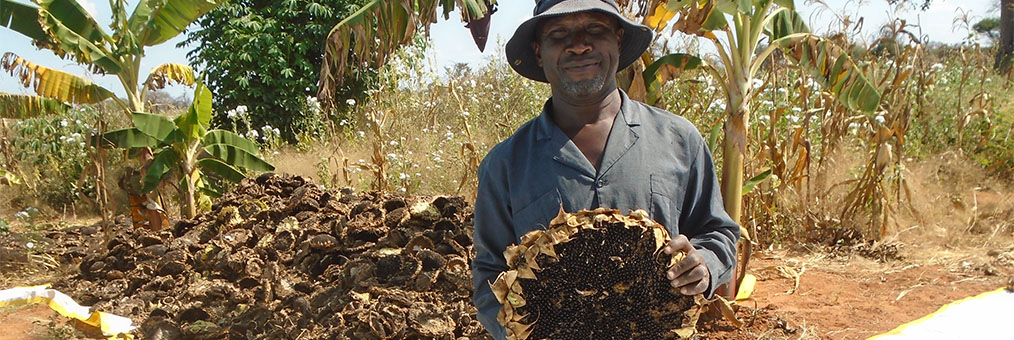 Managing Director at Sunflower Field