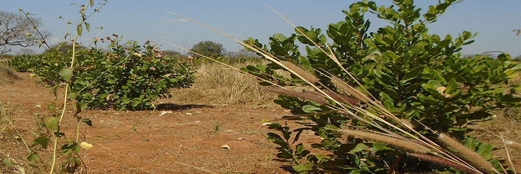 Cashew Plantation